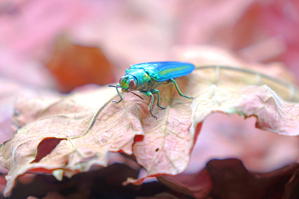 Escarabajo joya (Chrysochroa fulgidissima) o escarabajo de madera metálica, sobre hojas rojas de otoño. Enfoque selectivo, fondo borroso de otoño y espacio de copia - Foto, imagen