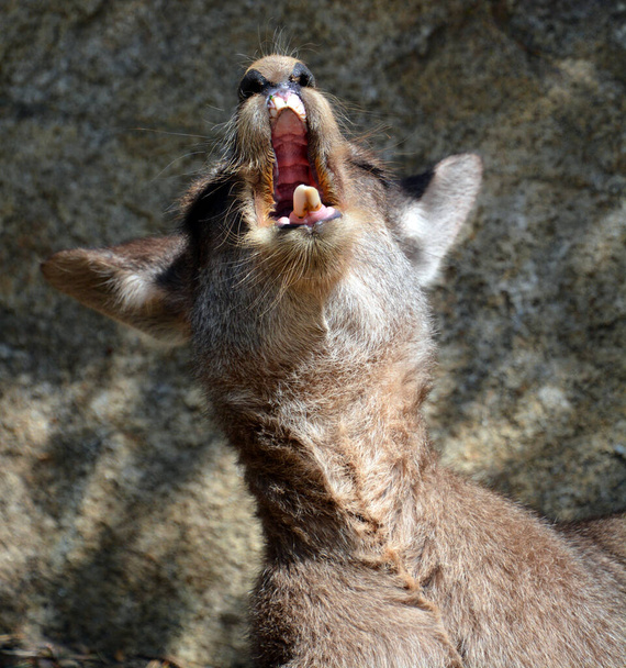 Kangur jest torbaczem z rodziny makropodidae (makropody, oznaczające "duże stopy").). - Zdjęcie, obraz