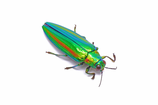 白地に分離された宝石甲虫（クリソクロアフルギジシマ）または金属製の木製退屈な甲虫. - 写真・画像
