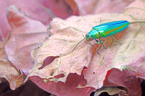 Jewel beetle (Chrysochroa fulgidissima) or Metallic wood-boring beetle , on red autumn leaves. Selective focus, blurred autumn background and copy space - Photo, Image