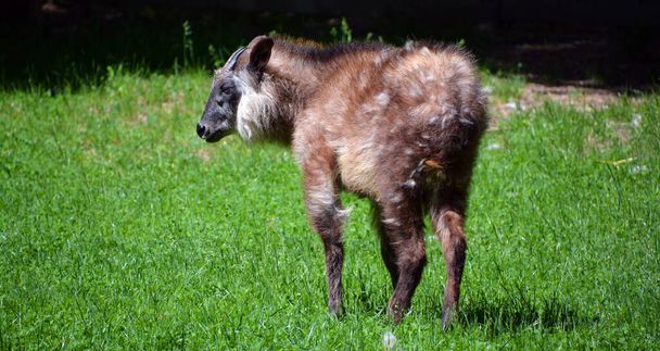 Japanese serow Capricornis crispus is a Japanese goat-antelope, an even-toed ungulate mammal. It is found in dense woodland in Japan, primarily in northern and central Honshu. - Photo, Image