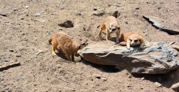 Mirket ya da suricate, Botsvana 'daki Kalahari Çölü, Namib Çölü, Namibya ve Angola' nın güneybatısında yaşayan firavun faresi ailesine ait küçük bir etobur türü. - Fotoğraf, Görsel