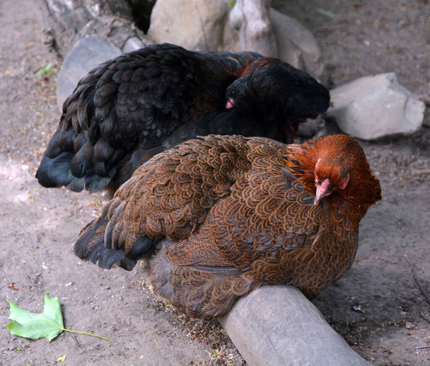Galinha de jogo de cornish (também galinha de jogo Rock Cornish) é o nome aprovado pelo USDA para a variedade de frango de corte, produzido a partir de um cruzamento entre as raças de frango Cornish e White Plymouth Rock - Foto, Imagem