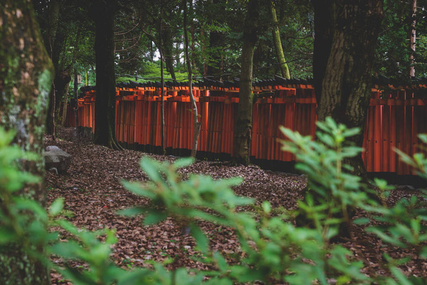 Ряд оранжевых ворот тория в пышных лесах в храме Инари Таиша в Киото, Япония - Фото, изображение