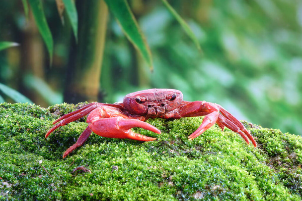 Crabe des cascades ou crabe des terres rouges (Phricotelphusa limula) dans la forêt tropicale humide de l'île de Phuket en Thaïlande - Photo, image