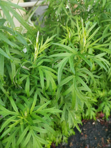 aromatic leafy green mugwort plant. - Photo, Image