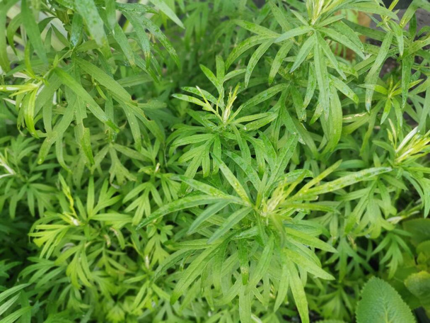 αρωματικό φυλλώδες πράσινο φυτό mugwort. - Φωτογραφία, εικόνα