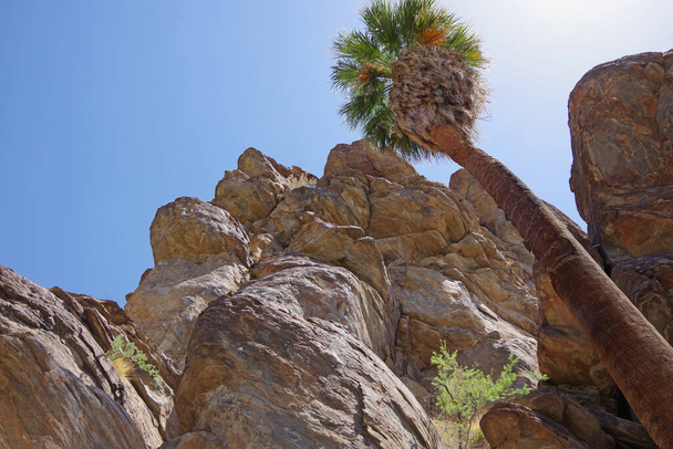 Scenic uitzicht op rotsformaties en een hoge fan palm boom in de Californische woestijn berggebied - Foto, afbeelding