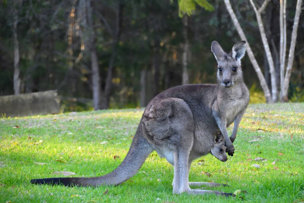 Kangura z Joeyem na trawie - Zdjęcie, obraz