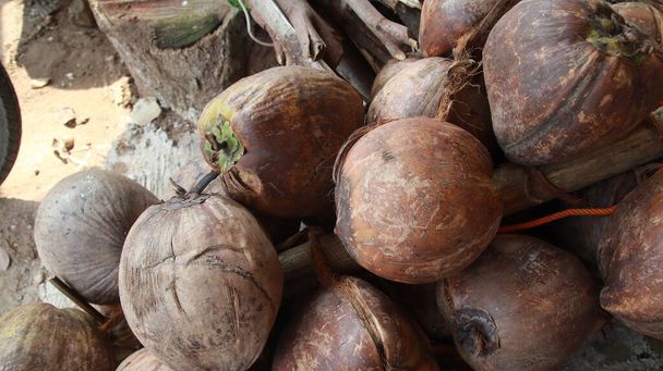 Stare zielone i brązowe kokosy są ułożone razem, Suszone kokosy. W świetle słonecznym na zewnątrz - Zdjęcie, obraz