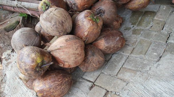 Os velhos cocos verdes e marrons são empilhados juntos, coco seco. Na luz solar ao ar livre - Foto, Imagem