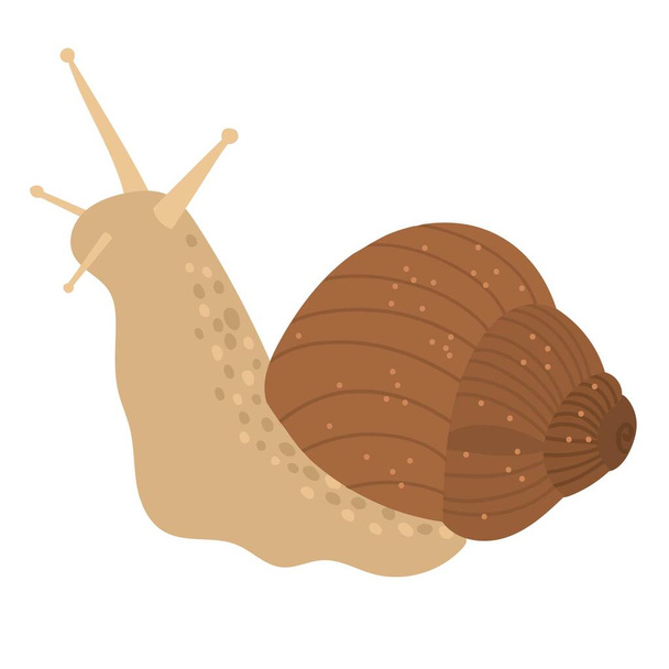Bonito caracol en una concha de color marrón. Vector dibujado a mano de dibujos animados - Vector, Imagen