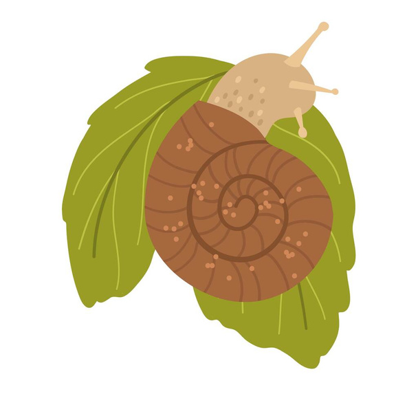 Bonito caracol en una concha de color marrón sobre hojas verdes. Vector dibujado a mano de dibujos animados - Vector, Imagen