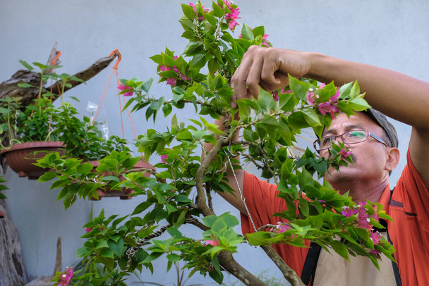 Gardener arrangement and pruning the Bougainvillea trees . Gardener using pruning shears for trimming the branches. Concept of garden decoration - Photo, Image
