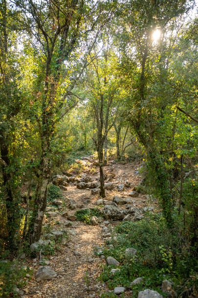 Дорога між деревами і руїнами стародавнього міста Термесос без туристів біля Анталії (Туреччина). - Фото, зображення