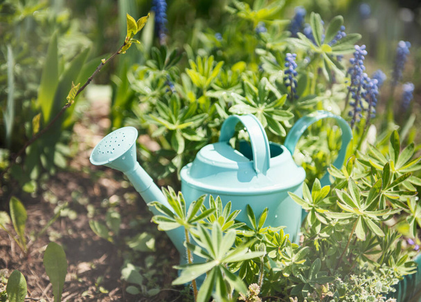 Zelená plechovka na zavlažování stojí v zahradě mezi květinami - Fotografie, Obrázek