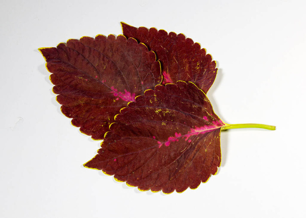 Coleus lub Painted Nettles liście w Top View studio sesji. Plectranthus scutellarioides, lub Miana liści lub Coleus Blumei jest zioła, gatunki roślin kwitnących w rodzinie Lamiaceae. - Zdjęcie, obraz