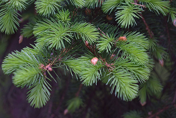 Fluffy spruce sprigs on a May morning - Foto, imagen