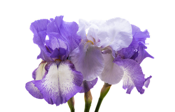 schöne Irisblüten isoliert auf weißem Hintergrund  - Foto, Bild