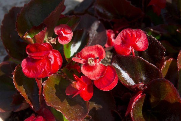 Прекрасные красные бегонии украшают сады Хейбеляды. - Фото, изображение