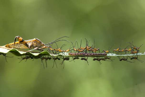 различные виды насекомых вокруг нас они являются частью пищевой цепи, форма очень красива и уникальна, с макрообъективом эти красивые насекомые могут быть увековечены - Фото, изображение