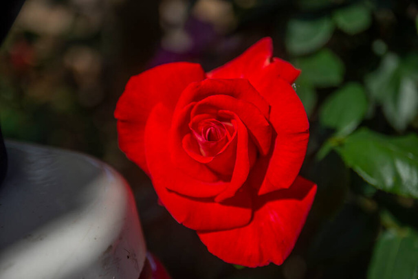 Прекрасная красная роза из Хейбелиада, одного из княжеских островов. Избирательный фокус - Фото, изображение