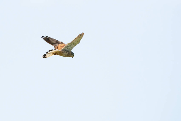 A detailed Kestrel floats against a beautiful blue sky with white clouds, The bird of prey is on the hunt for prey - Photo, Image