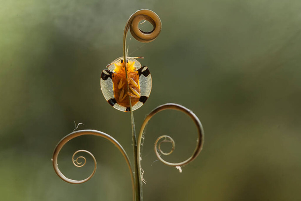 Verschillende soorten insecten zijn om ons heen ze maken deel uit van de voedselketen, de vorm is erg mooi en uniek, met een macro lens kunnen deze prachtige insecten vereeuwigd worden - Foto, afbeelding