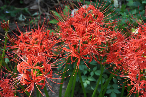 Beautiful red spider lilies on blurred background - Photo, Image