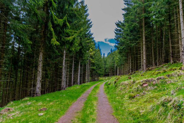 Весенняя прогулка вокруг узкой плотины в лесу Тюрингии - Тамбах-Фалтарц / Германия - Фото, изображение