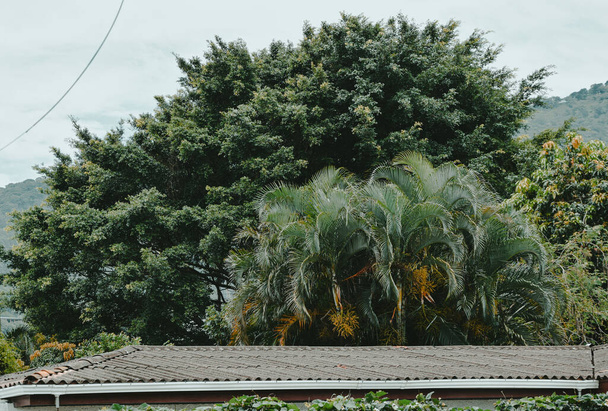 The tropical trees behind the roof of a house with green leaves - Foto, Imagem