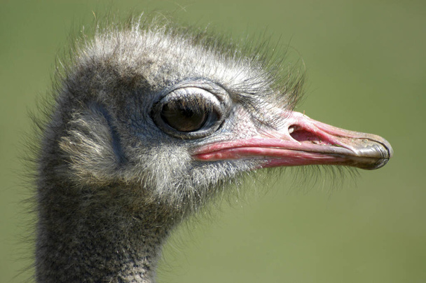 Close-up portrait of a head of an ostrich. - 写真・画像