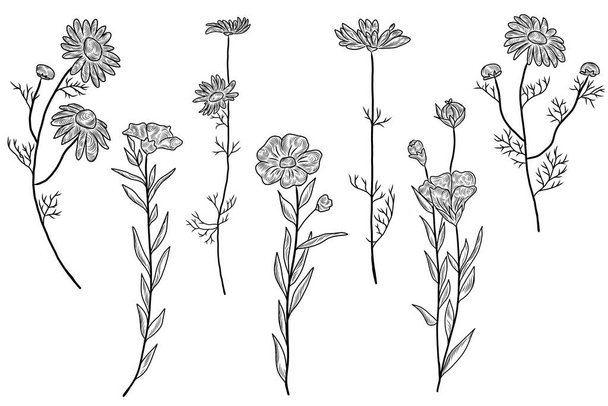 Planta de lino y manzanilla en la colección dibujada a mano - Vector, imagen