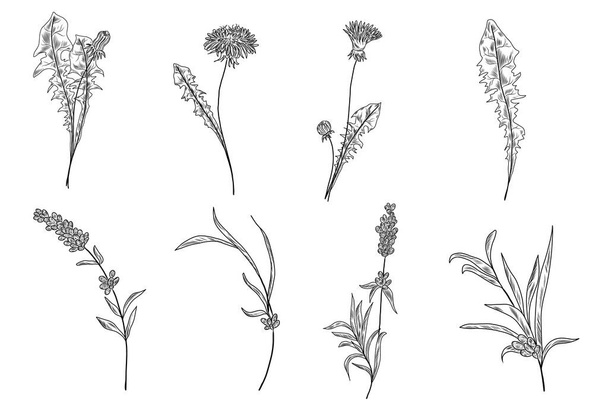 Dandelion flowers and leaves, lavender branches and leaves in the hand drawn floral collection - Διάνυσμα, εικόνα