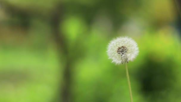 Dandelion with flying seeds outdoors in spring garden. Springtime. - Footage, Video