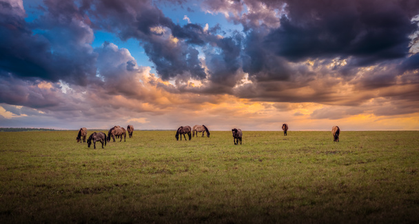 A herd of wild horses, wet after the rain, graze in the meadow, in the evening light of the setting sun. - Foto, imagen