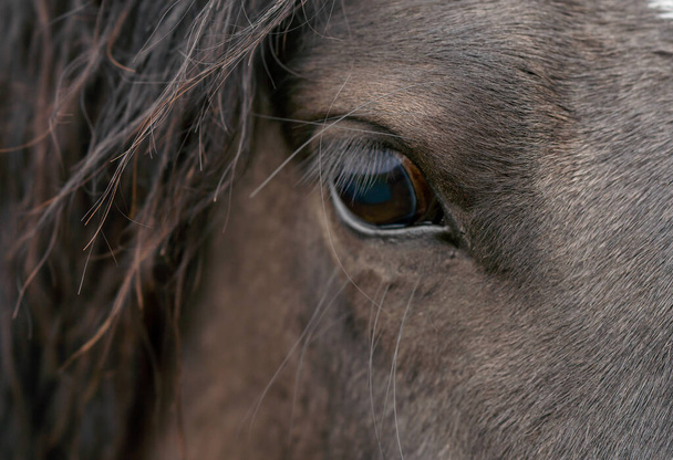 Έξυπνο, όμορφο και ταυτόχρονα θλιμμένο μάτι αλόγου με απίστευτα μακριές βλεφαρίδες. - Φωτογραφία, εικόνα