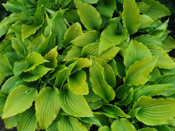 Hart-vormige licht gedraaide groene hosta bladeren, bovenaanzicht, in de Botanische Tuin van St. Petersburg - Foto, afbeelding