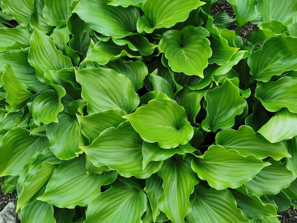 Heart-shaped slightly twisted green hosta leaves, top view, in the Botanical Garden of St. Petersburg - Photo, Image