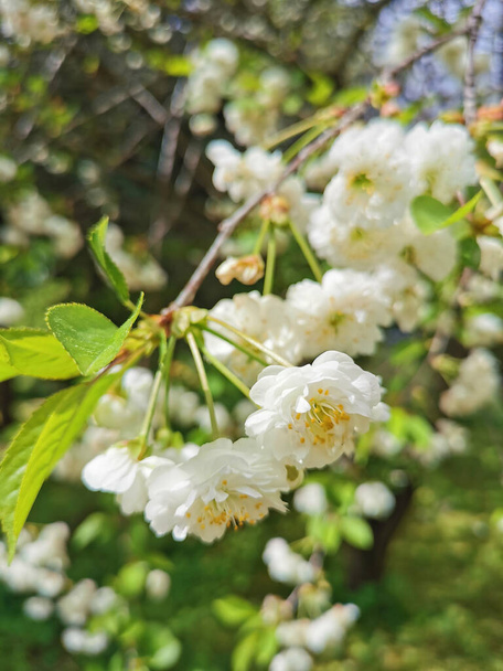 Um ramo de cereja dupla (lat. Cerasus vulgaris Mill. f. plena (L.) Sok) com flores brancas sobre um fundo de céu verde e azul - Foto, Imagem