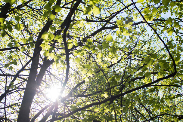 gałęzie drzew z zielonymi liśćmi w parku na tle błękitnego nieba, koncepcja latem  - Zdjęcie, obraz