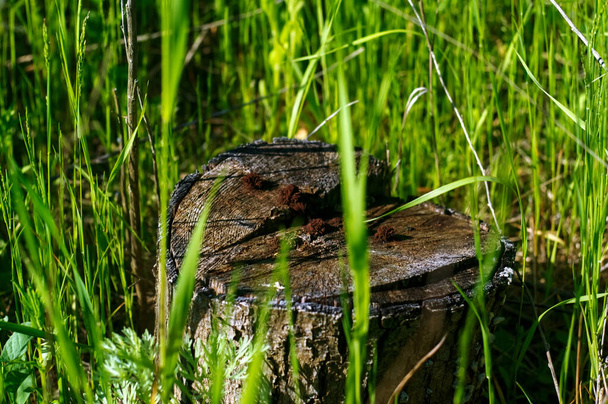 a small stump in the tall grass, in summer - Foto, afbeelding