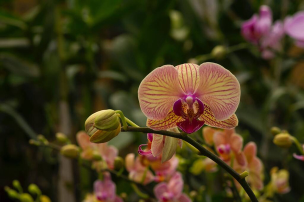 Орхидеи оранжевой моли (Phalaenopsis amabilis), широко известный как лунная орхидея, разновидность цветущего растения в орхидеи семейства Orchidaceae, мелкое внимание - Фото, изображение