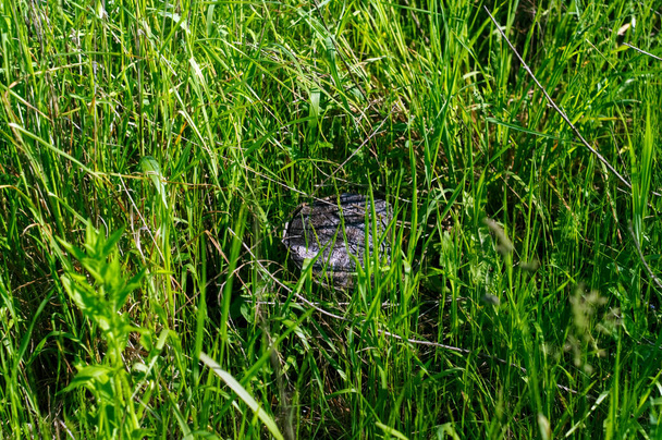 a small stump in the tall grass, in summer - 写真・画像