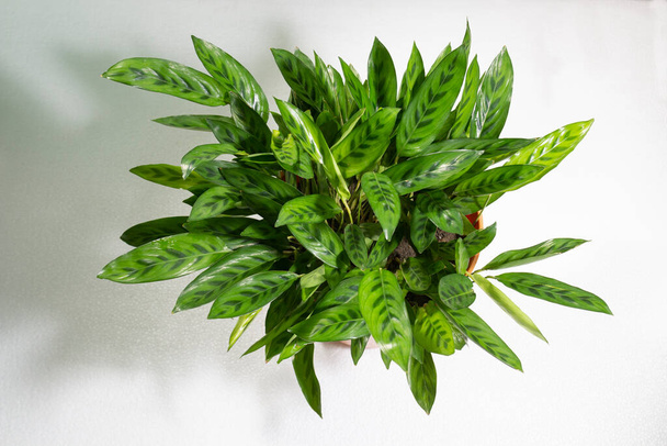 緑のガラガラ科植物の葉やカラテア・ランシフォリア-ブラジル原産のマランティア科植物の開花植物の種。細長い葉を持つ常緑多年草で、暗いブロッチで上にマークされます。. - 写真・画像
