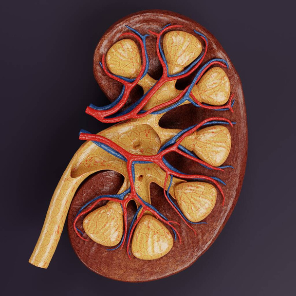 Realistyczne 3D Render ludzkiej nerki - Zdjęcie, obraz
