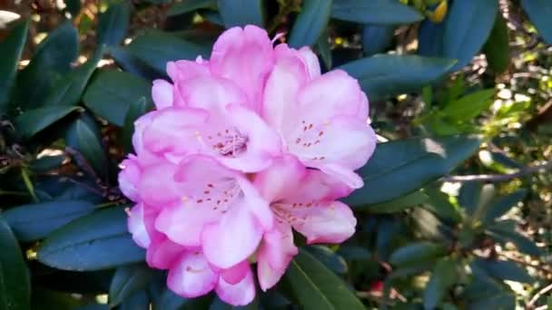 Kvetoucí rododendronový keř v zahradě na jaře - Záběry, video