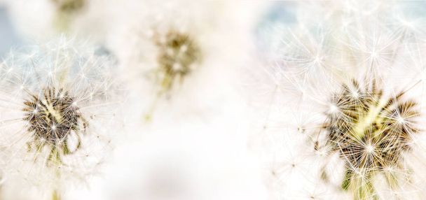 Close up on blooming fluffy dandelions flowers with sunlight. Lightness purity concept. Banner size - Fotografie, Obrázek