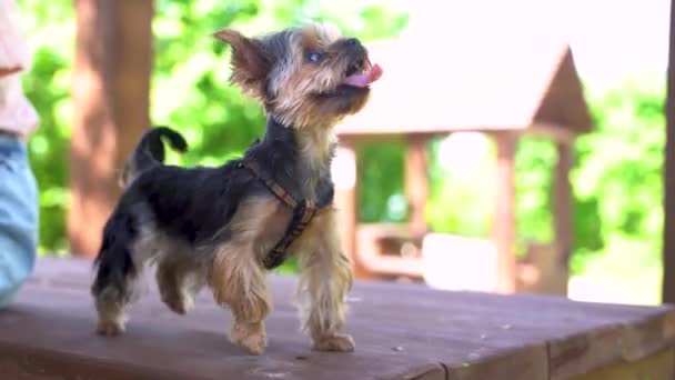 4kビデオ。かわいい犬の品種ヨークシャーテリアは喜んで所有者を見て舌を突き出す - 映像、動画