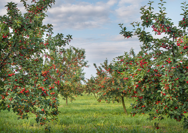  cherries on orchard tree - Photo, Image